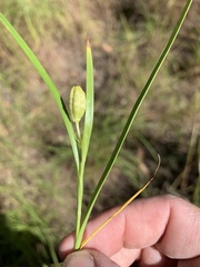 Hypoxis