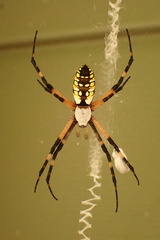 Argiope aurantia