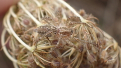 Allagelena gracilens