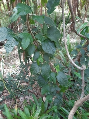 Dolichandra unguis-cati