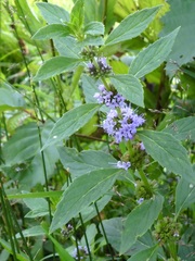 Mentha