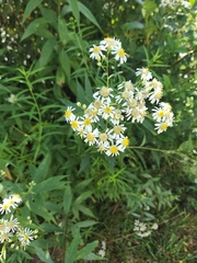 Doellingeria umbellata