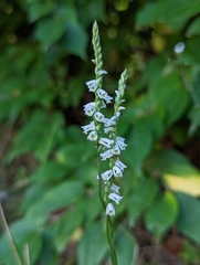 Spiranthes lacera gracilis