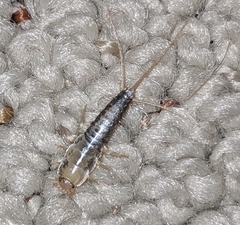 Ctenolepisma longicaudatum