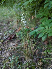 Spiranthes lacera gracilis