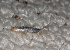 Ctenolepisma longicaudatum