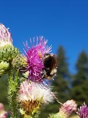 Bombus vancouverensis