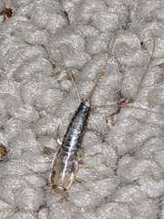 Ctenolepisma longicaudatum