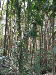 Dolichandra unguis-cati