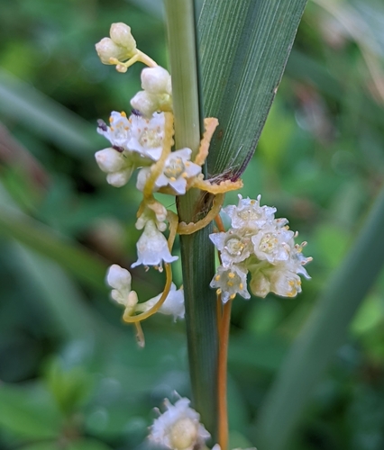 Image of Cuscuta pentagona by no rights reserved