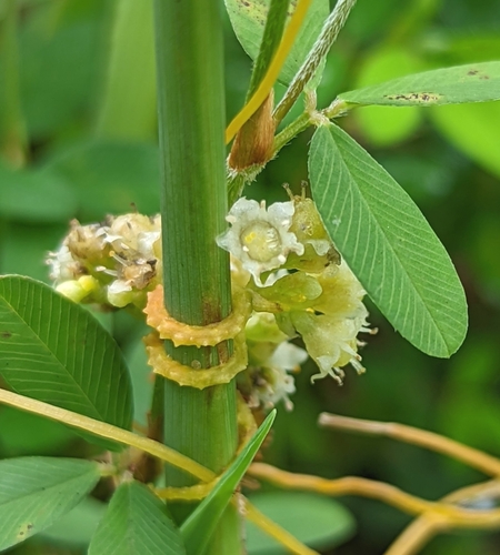 Image of Cuscuta pentagona by no rights reserved