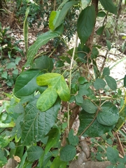 Passiflora suberosa