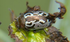 Zygogramma piceicollis