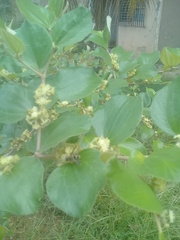 Brachygastra