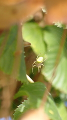 Araniella