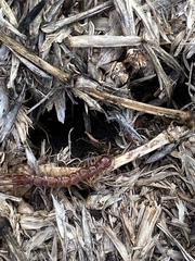 Lithobiomorpha