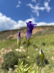 Gentianopsis detonsa
