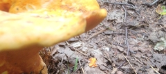 Hypomyces lactifluorum