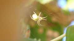 Araniella