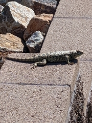 Sceloporus magister