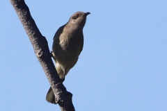 Lichmera indistincta