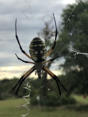 Argiope aurantia