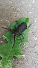 Prionus coriarius