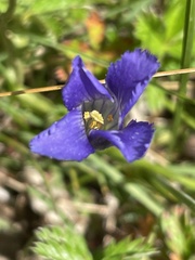 Gentianopsis detonsa