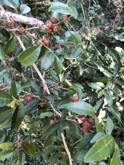 Cleistanthus cunninghamii