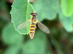 Sphaerophoria contigua