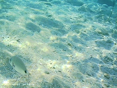 Diplodus sargus