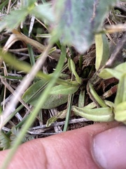 Gentianopsis detonsa