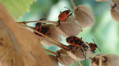 Pyrrhocoris apterus