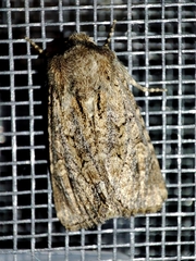 Luperina testacea