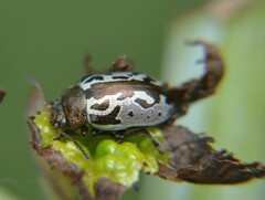 Zygogramma piceicollis