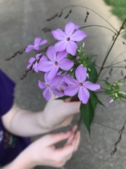 Phlox paniculata