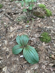 Cypripedium acaule