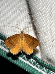 Mellilla xanthometata