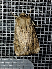 Luperina testacea