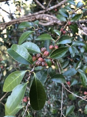 Cleistanthus cunninghamii