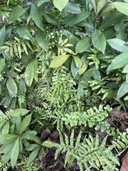 Lygodium microphyllum
