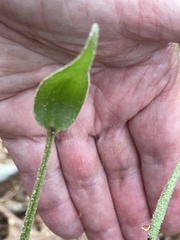 Cypripedium acaule