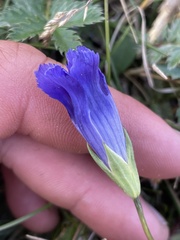Gentianopsis detonsa