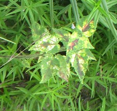 Plantae