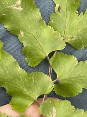 Lygodium microphyllum