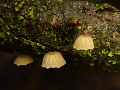 Mycena corticola