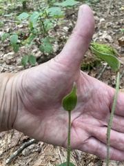 Cypripedium acaule