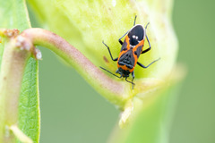 Lygaeus kalmii