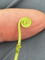 Lygodium microphyllum