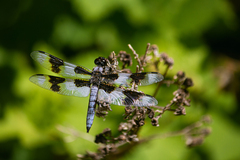 Libellula forensis